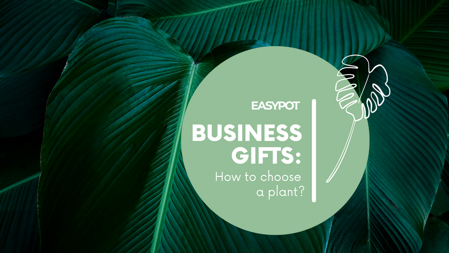 The power of plants: Why they make great gifts for business partners