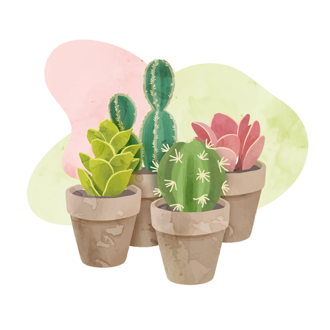 Cactuses & succulents