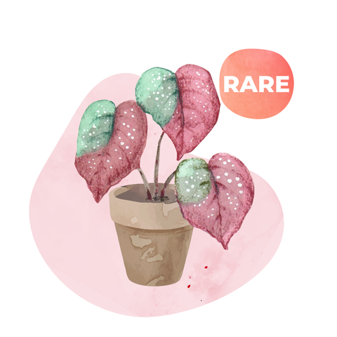 Rare plants
