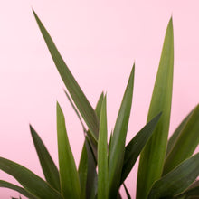 Load image into Gallery viewer, Yucca aka Dagger plant
