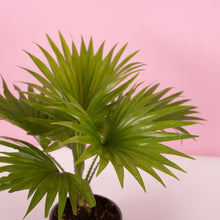 Load image into Gallery viewer, Livistona Rotundifolia aka. Table Palm 
