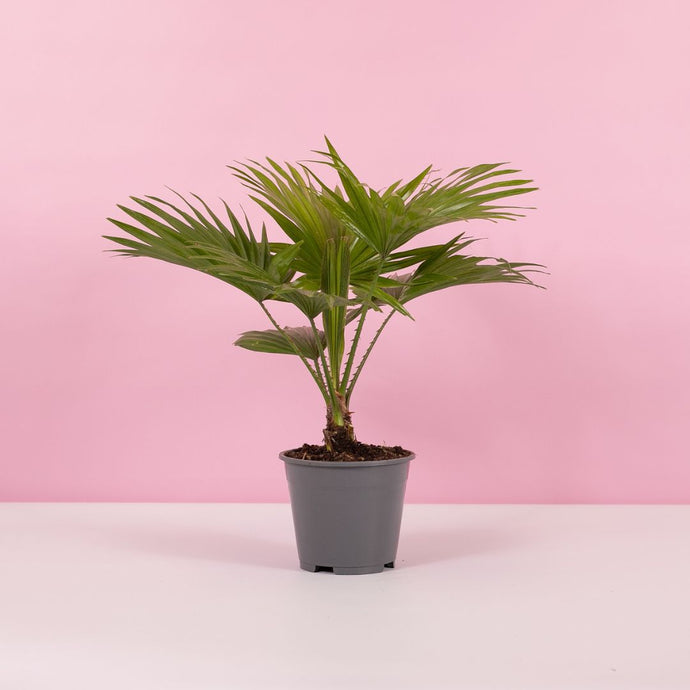 Livistona Rotundifolia aka. Table Palm