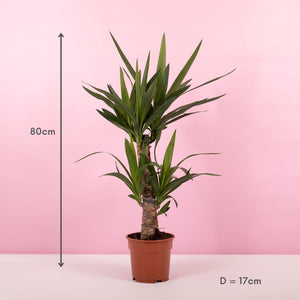 Yucca aka Dagger plant