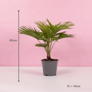 Livistona Rotundifolia aka. Table Palm 