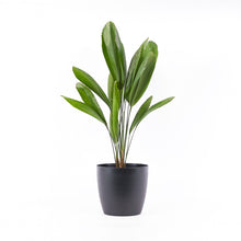 Load image into Gallery viewer, Round Living Pot Black Brussels
