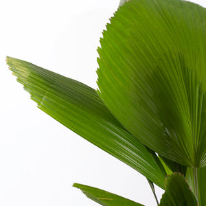 Ruffled Fan Palm aka Licuala Grandis
