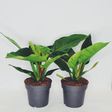Load image into Gallery viewer, Philodendron erubescens Imperial Green aka. Sweetheart Plant
