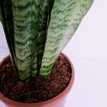 Load image into Gallery viewer, Sansevieria Black Coral aka Snake Plant

