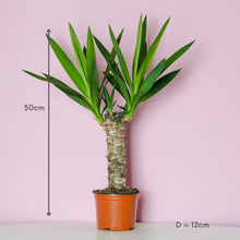 Load image into Gallery viewer, Yucca aka Dagger plant (Toddler)
