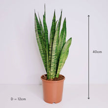 Load image into Gallery viewer, Sansevieria Black Coral aka Snake Plant
