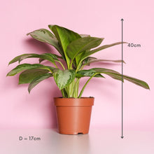 Load image into Gallery viewer, Aglaonema Maria

