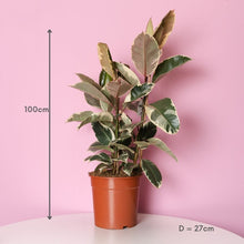 Load image into Gallery viewer, Ficus Tineke 
