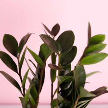 Load image into Gallery viewer, ZZ Baby Plant aka. Zamioculcas zamiifolia Zamicro

