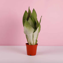 Load image into Gallery viewer, Sansevieria Moonshine aka. Dracaena Moonglow 
