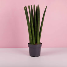 Load image into Gallery viewer, Sansevieria Cylindrica aka Cylindrical Snake Plant
