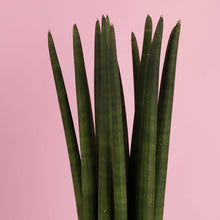 Load image into Gallery viewer, Sansevieria Cylindrica aka Cylindrical Snake Plant
