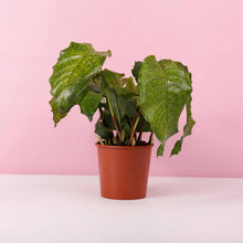 Load image into Gallery viewer, Calathea musaica aka Network plant

