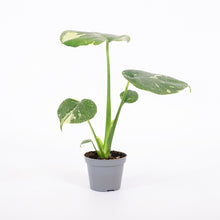 Load image into Gallery viewer, Monstera Thai Constellation (baby)
