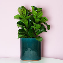 Load image into Gallery viewer, Ficus Lyrata (Millenial)
