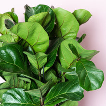 Load image into Gallery viewer, Ficus Lyrata Bambino (Millenial)🇳🇱
