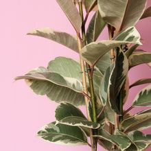 Load image into Gallery viewer, Ficus Tineke 
