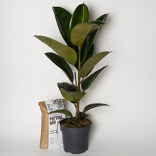 Load image into Gallery viewer, Ficus elastica Robusta
