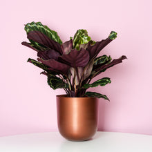 Load image into Gallery viewer, Calathea Medallion (The Big One)
