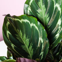 Load image into Gallery viewer, Calathea Medallion (The Big One)
