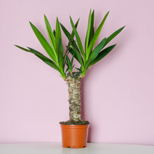 Load image into Gallery viewer, Yucca aka Dagger plant (Toddler)
